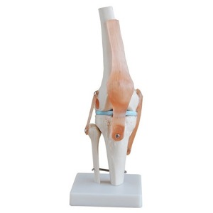 오픈메디칼무릎관절모형 111